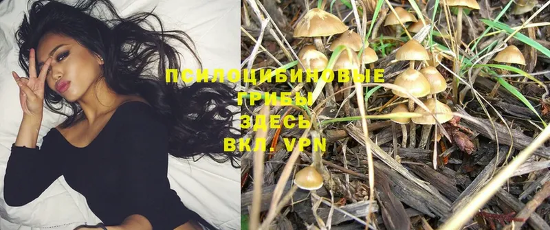 Псилоцибиновые грибы Psilocybine cubensis  Анапа 